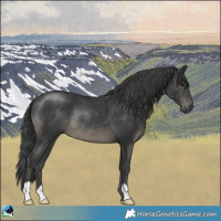 Horse Color:Black Rabicano 