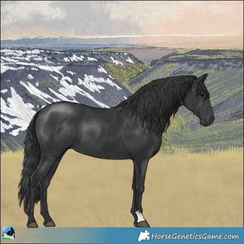 Horse Color:Black 