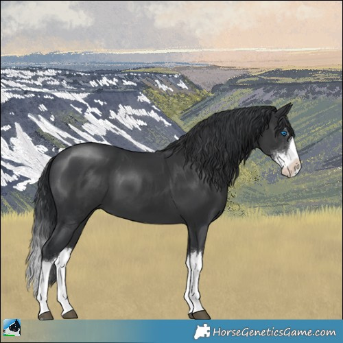Horse Color:Black Sabino Splash 