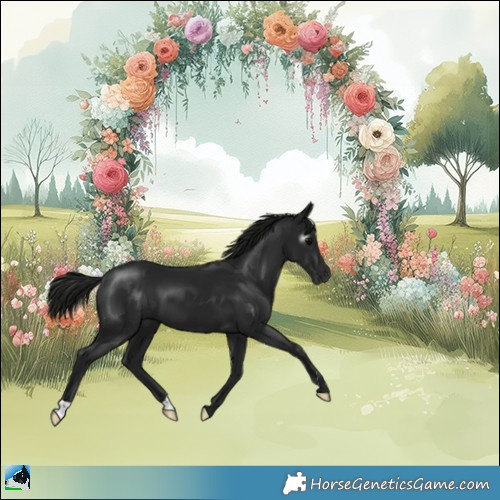 Horse Color:Gray Black 