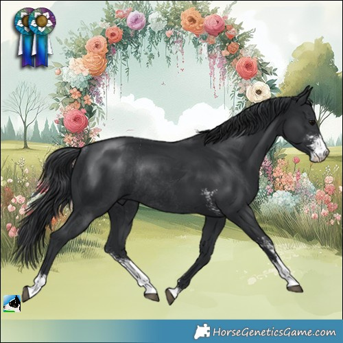 Horse Color:Black Sabino Rabicano 