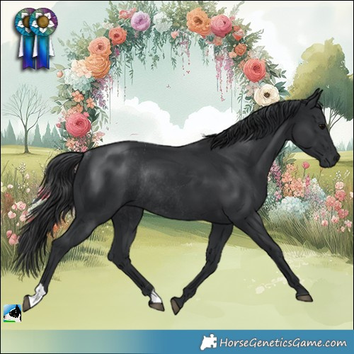Horse Color:Black Rabicano 