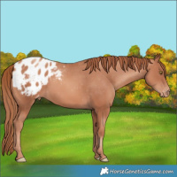 Horse Color:Gold Champagne Varnish 