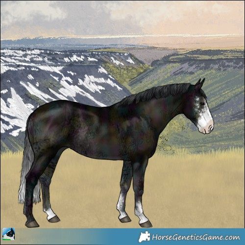 Horse Color:Midnight Brown Ice Onyx Sabino Rabicano 