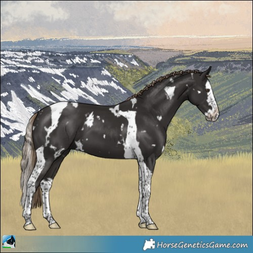 Horse Color:White Spotted Liver Chestnut Splash Tobiano 
