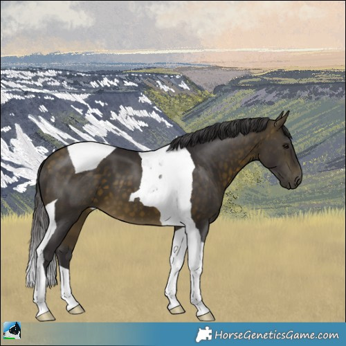 Horse Color:Buckskin Tobiano 