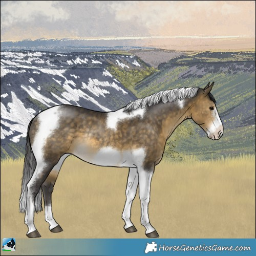 Horse Color:Buckskin Tobiano Frame Rabicano 