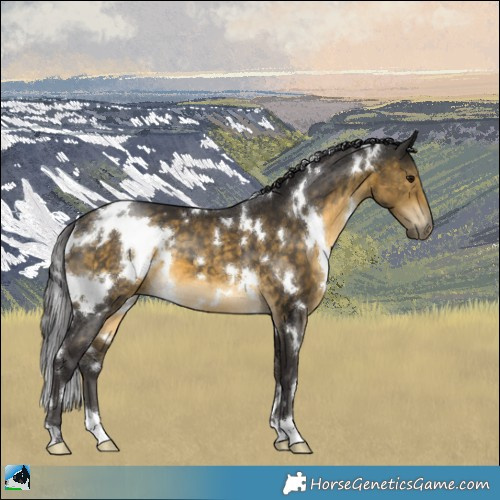Horse Color:White Spotted Buckskin 