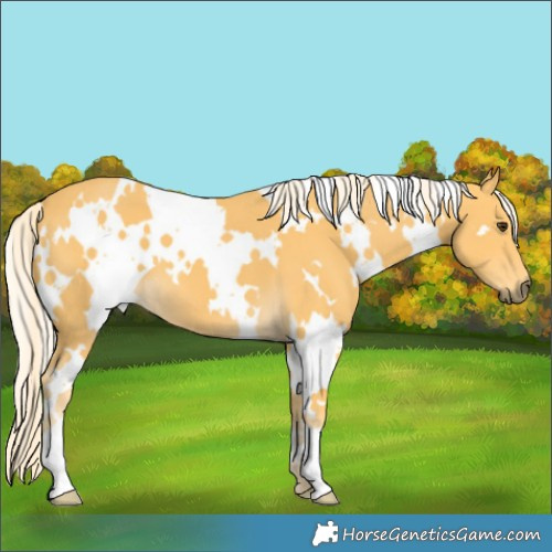 Horse Color:White Spotted Palomino 