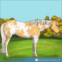 Horse Color:White Spotted Palomino 