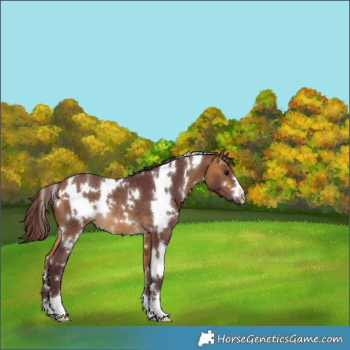 Horse Color:White Spotted Chocolate Buckskin Rabicano