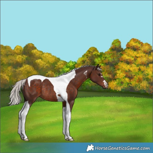 Horse Color:Chocolate Silver Brown Tobiano Rabicano 