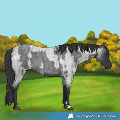 Horse Color:Blue Roan  and Blue Roan 