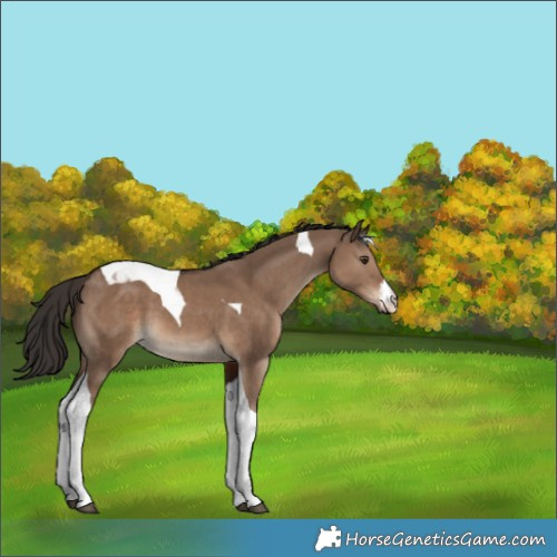 Horse Color:White Spotted Liver Red Dun Tobiano 
