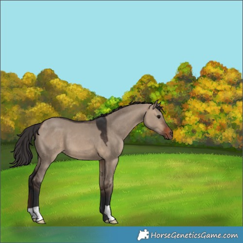 Horse Color:Brown Dun 