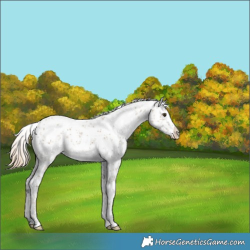 Horse Color:White Spotted Chocolate Palomino Dun Sabino 