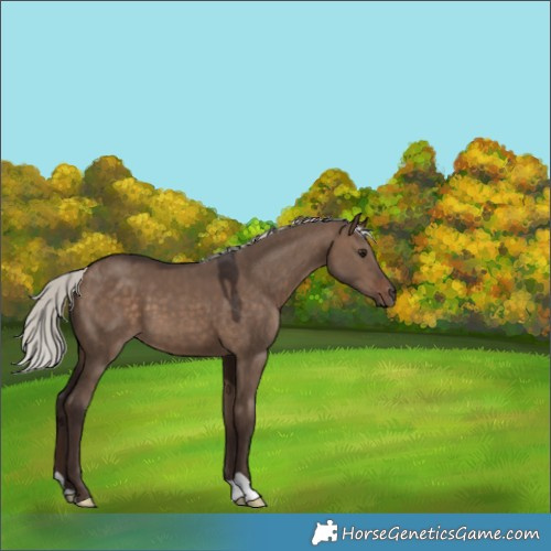 Horse Color:Silver Brown Dun 