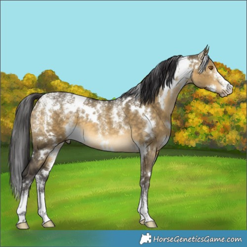 Horse Color:Powder White White Spotted Buckskin Dun 
