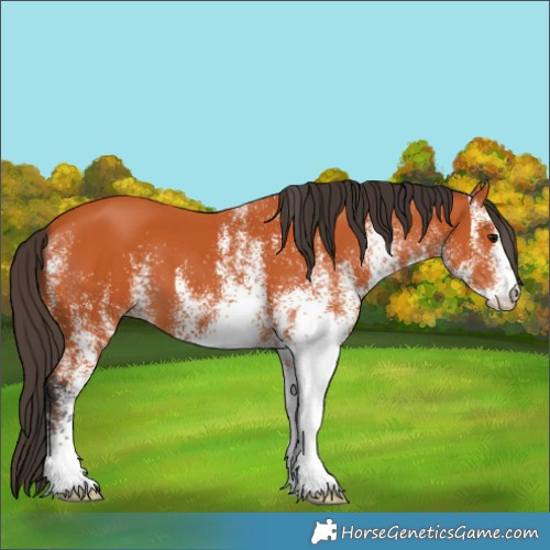 Horse Color:White Spotted Bay