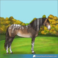 Horse Color:Powder White Buckskin 