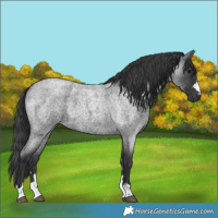Horse Color:Blue Roan 