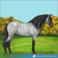 Horse Color:Blue Roan Varnish 