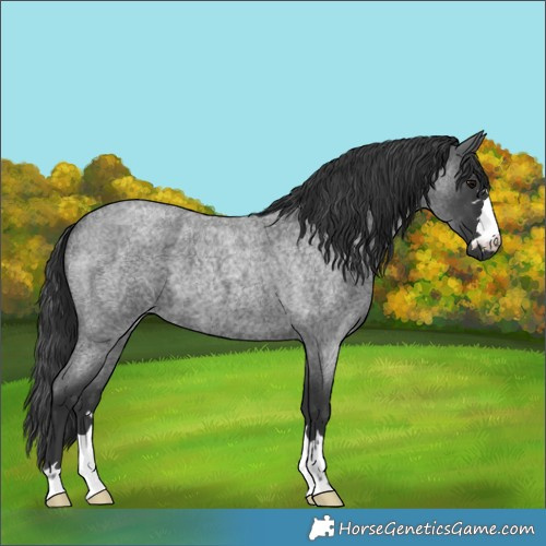 Horse Color:Blue Roan