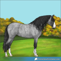 Horse Color:Blue Roan 