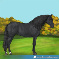 Horse Color:Black Rabicano 