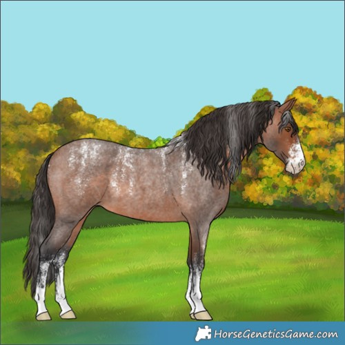 Horse Color:Powder White Bay Roan 