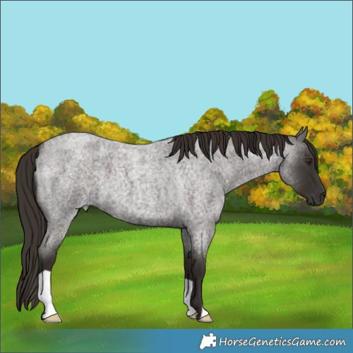 Horse Color:Liver Red Roan 