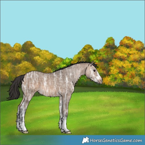 Horse Color:Brown Ice Dun 