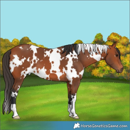 Horse Color:White Spotted Bay 