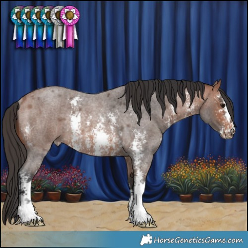 Horse Color:Bay Roan Sabino Rabicano 