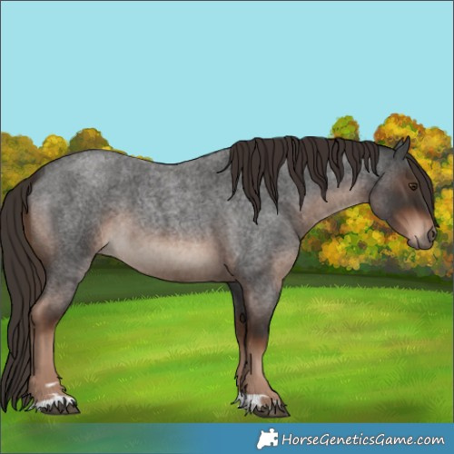 Horse Color:Liver Red Roan