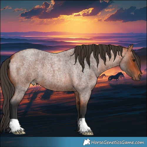Horse Color:Bay Roan 