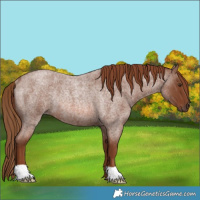 Horse Color:Red Roan Rabicano 