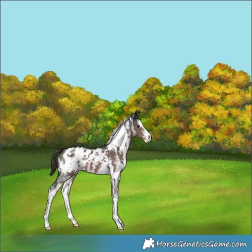 Horse Color:White Spotted Liver Chestnut Sabino Appaloosa 