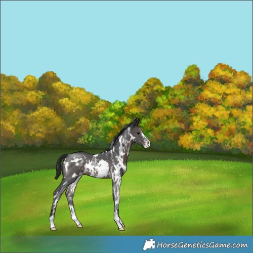 Horse Color:White Spotted Brown Sabino Appaloosa Rabicano 