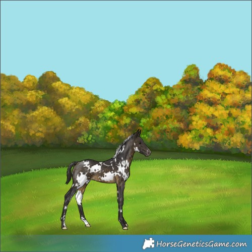 Horse Color:White Spotted Buckskin Appaloosa 