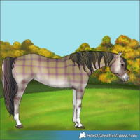 Horse Color:Plaid Grullo Onyx Tobiano Rabicano