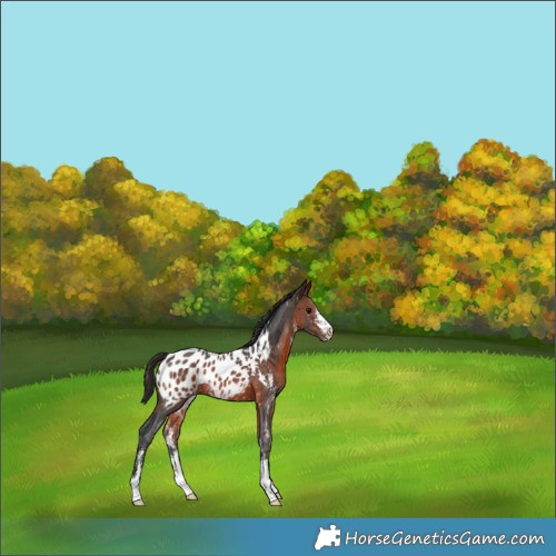 Horse Color:Brown Sabino Near Leopard Rabicano 
