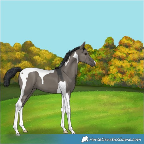 Horse Color:Grullo Tobiano 