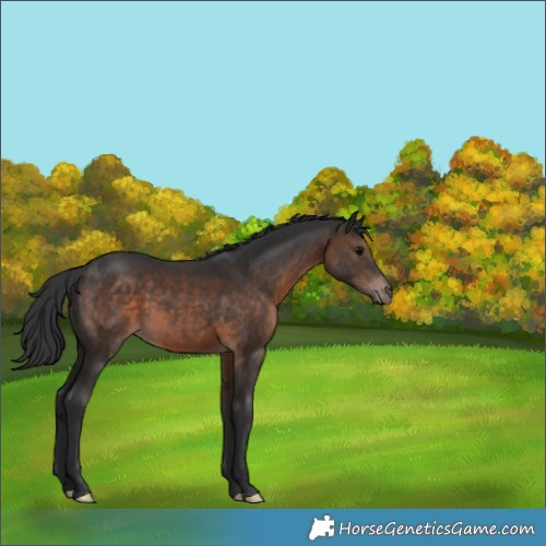 Horse Color:Brown 