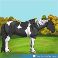 Horse Color:Black Tobiano 