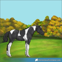 Horse Color:Black Tobiano