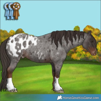 Horse Color:Liver Red Roan Appaloosa
