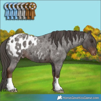 Horse Color:Liver Red Roan Appaloosa 