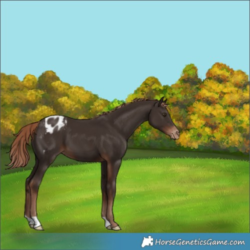Horse Color:Liver Chestnut Appaloosa 