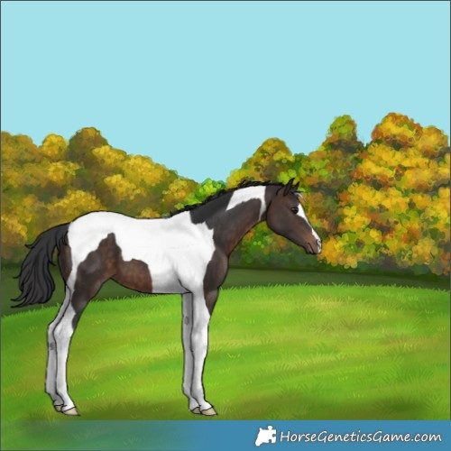 Horse Color:Brown Tobiano 
